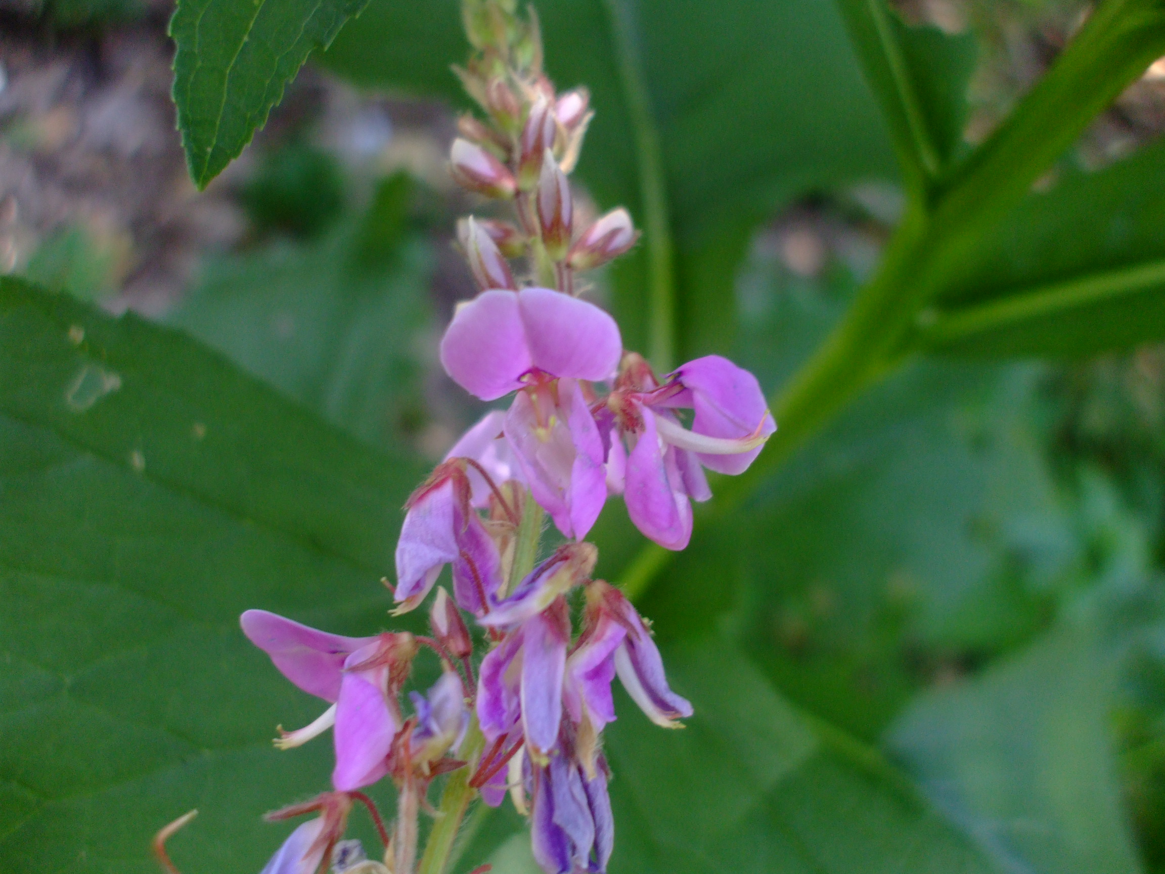 Desmodium canadense